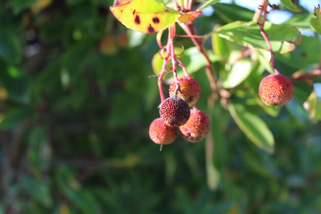 Foto nahaufnahme von roten beeren auf einem baum