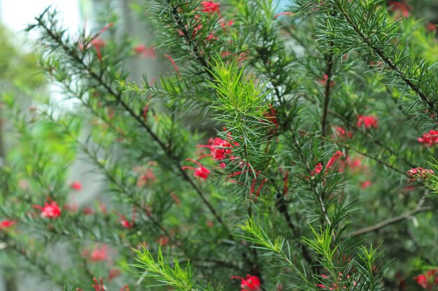 Foto nahaufnahme von roten beeren auf einem baum