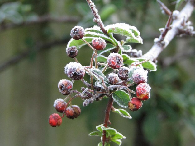 Foto nahaufnahme von roten beeren auf einem zweig im winter