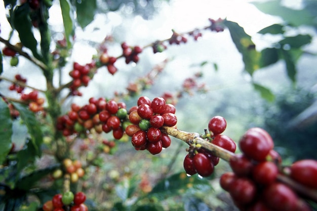 Nahaufnahme von roten Beeren, die am Baum wachsen