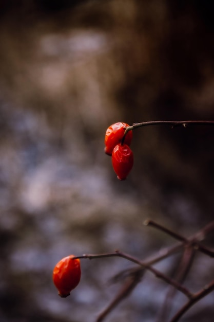 Foto nahaufnahme von roten beeren, die auf der pflanze wachsen