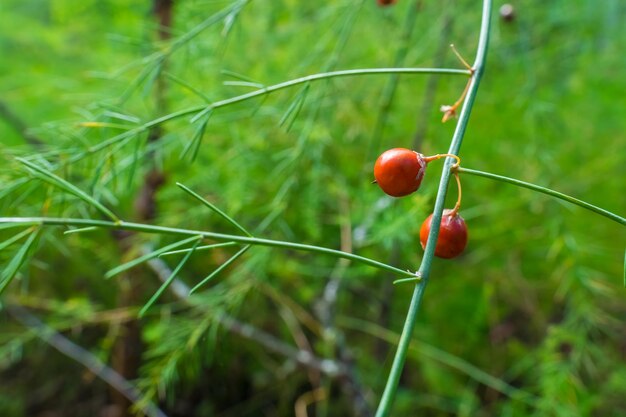 Foto nahaufnahme von roten beeren, die auf der pflanze wachsen