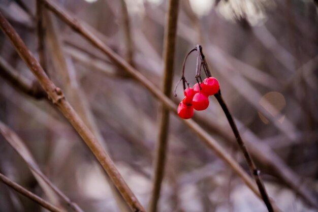 Foto nahaufnahme von roten beeren, die auf der pflanze wachsen