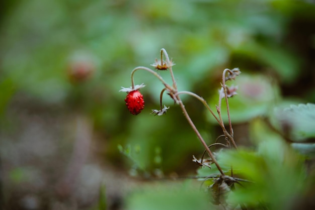 Foto nahaufnahme von roten beeren, die auf der pflanze wachsen