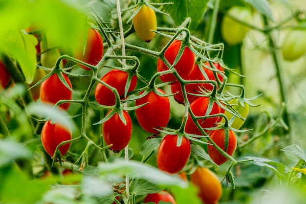 Nahaufnahme von roten Beeren, die auf der Pflanze wachsen