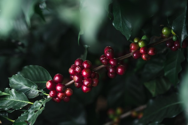 Nahaufnahme von roten Beeren, die auf einem Baum wachsen