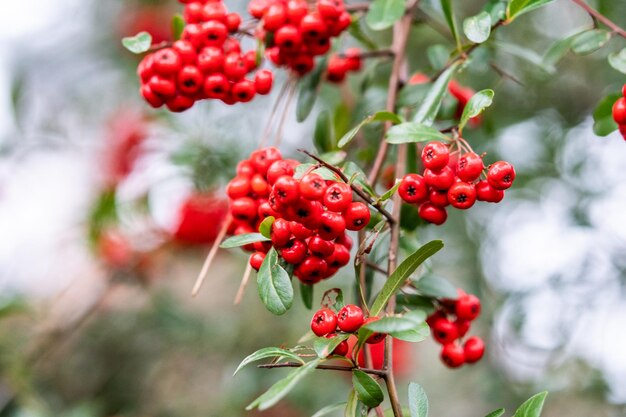 Foto nahaufnahme von roten beeren, die auf einem baum wachsen