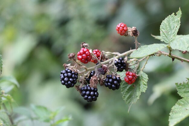 Foto nahaufnahme von roten beeren, die auf einem baum wachsen