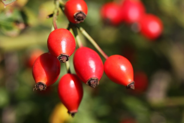 Nahaufnahme von roten Beeren, die auf einem Baum wachsen