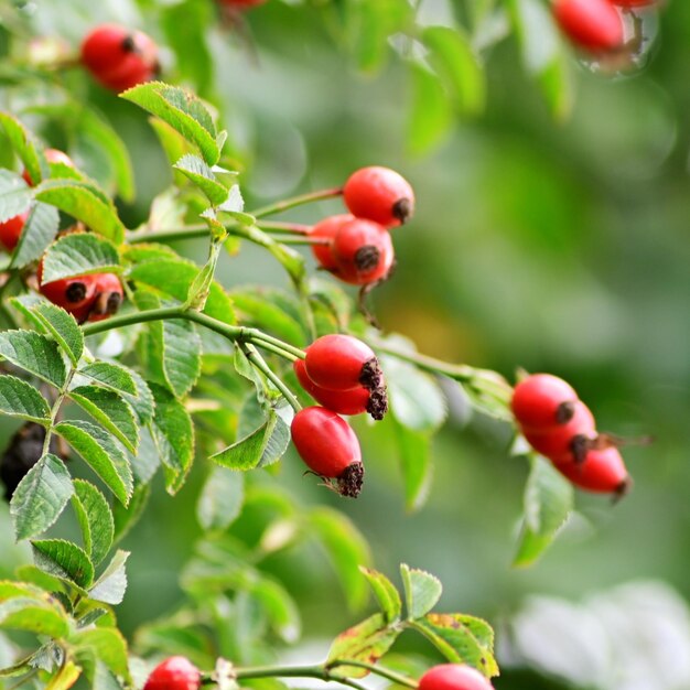 Foto nahaufnahme von roten beeren, die auf einem baum wachsen