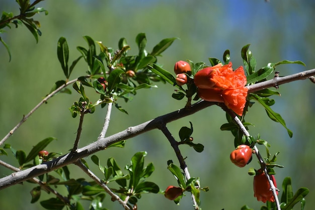 Foto nahaufnahme von roten beeren, die auf einem baum wachsen