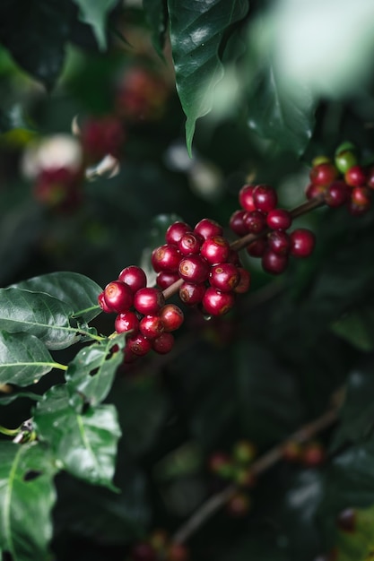 Nahaufnahme von roten Beeren, die auf einem Baum wachsen