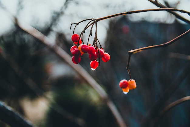 Foto nahaufnahme von roten beeren, die auf einem baum wachsen