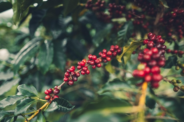 Nahaufnahme von roten Beeren, die auf einer Kaffeepflanze wachsen