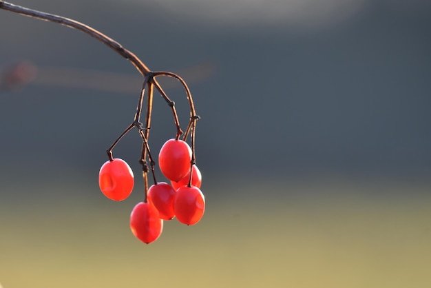 Foto nahaufnahme von roten beeren gegen den himmel