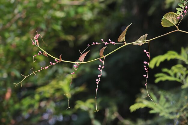 Nahaufnahme von roten Blättern auf einem Baum