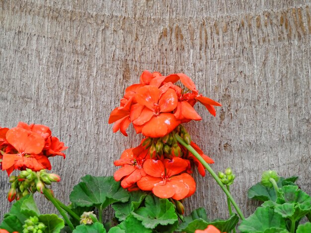 Foto nahaufnahme von roten blüten und blättern