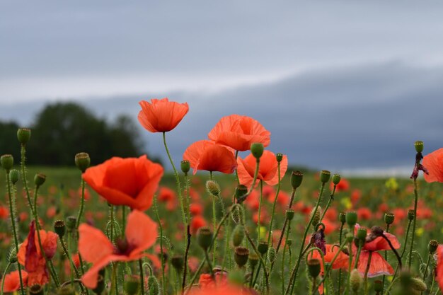 Nahaufnahme von roten Blumen auf dem Feld