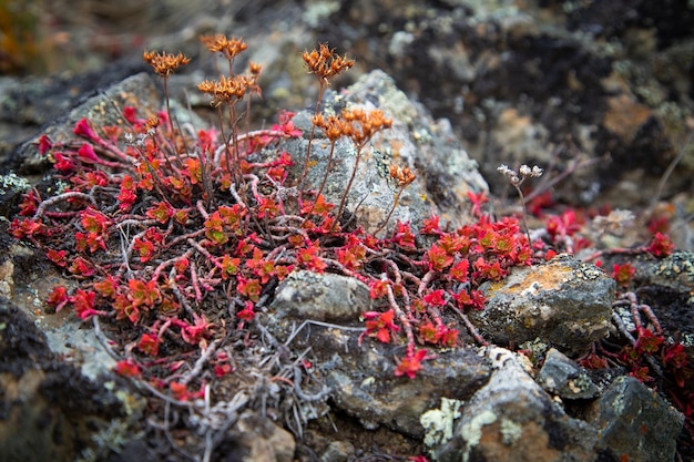 Nahaufnahme von roten Blumen auf einem Felsen