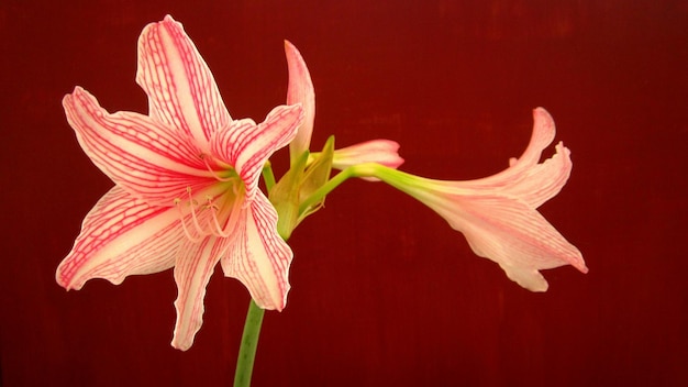 Foto nahaufnahme von roten blumen auf weißem hintergrund