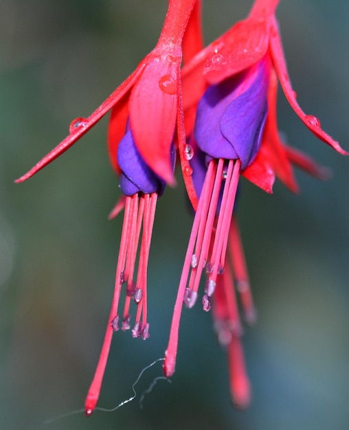 Nahaufnahme von roten Blumen, die im Freien blühen