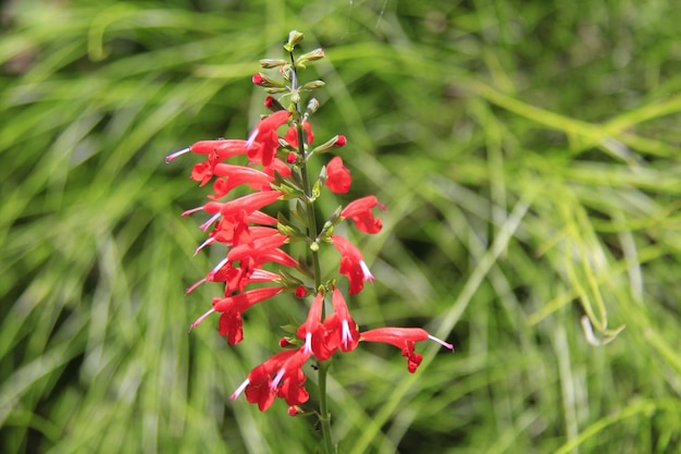 Nahaufnahme von roten Blumen, die im Freien blühen