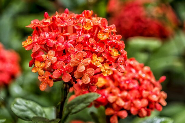 Nahaufnahme von roten Blumen, die im Freien blühen