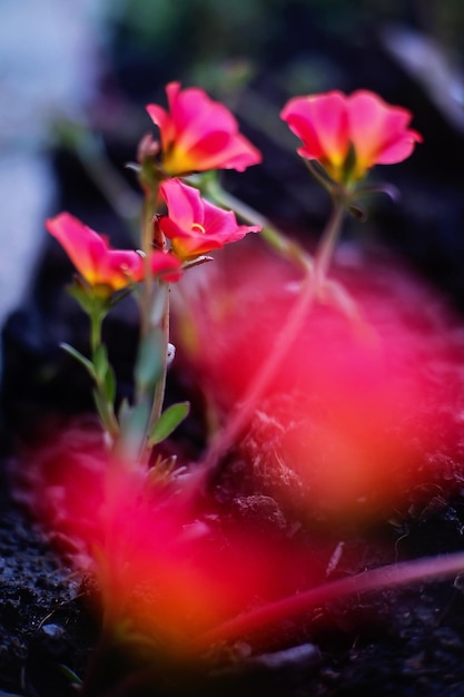 Nahaufnahme von roten Blumen, die im Freien blühen