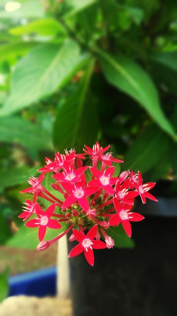 Foto nahaufnahme von roten blumen, die im freien blühen