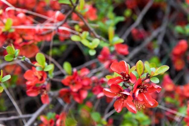 Nahaufnahme von roten Blumen, die im Freien blühen