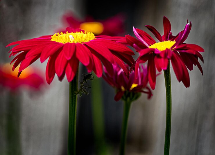 Foto nahaufnahme von roten blumen, die im freien blühen