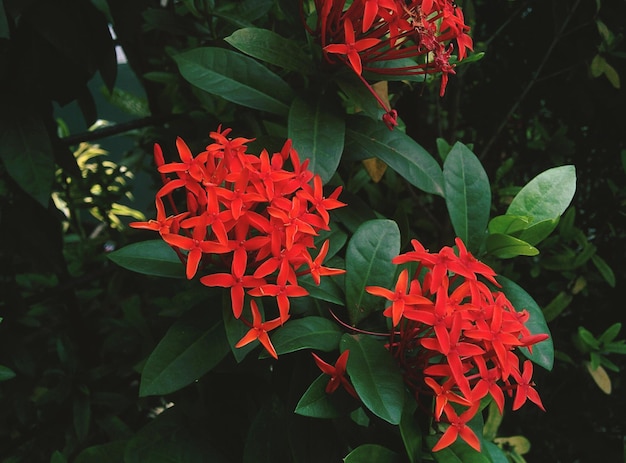 Foto nahaufnahme von roten blumen, die im freien blühen