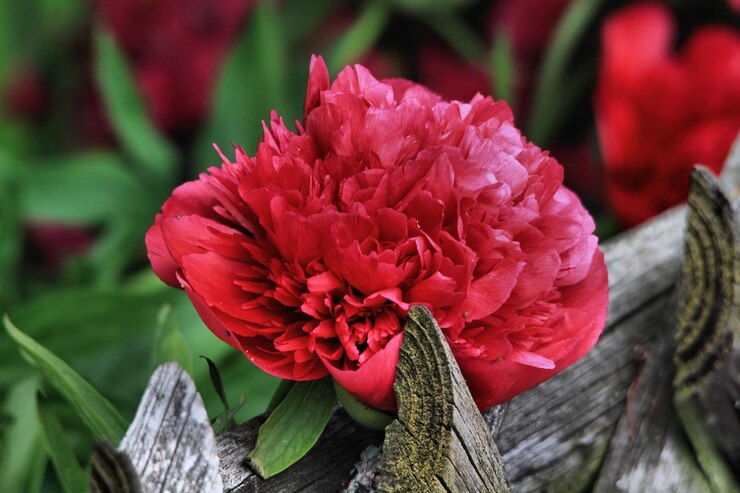 Foto nahaufnahme von roten blumen, die im park blühen