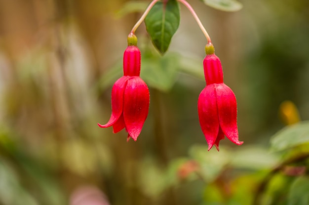 Nahaufnahme von roten Blumen, die im Park wachsen