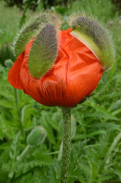 Foto nahaufnahme von roten blumen