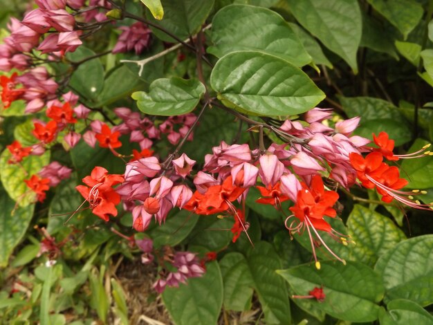 Foto nahaufnahme von roten blumen