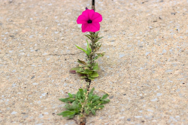 Foto nahaufnahme von roten blumen