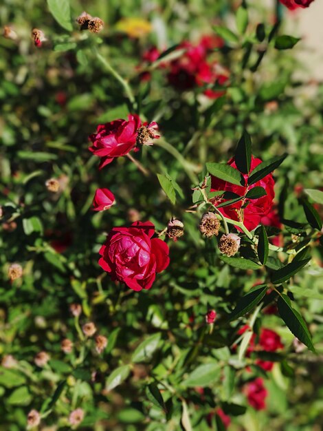 Nahaufnahme von roten Blumen