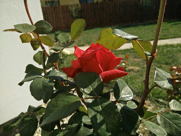 Nahaufnahme von roten Blumen