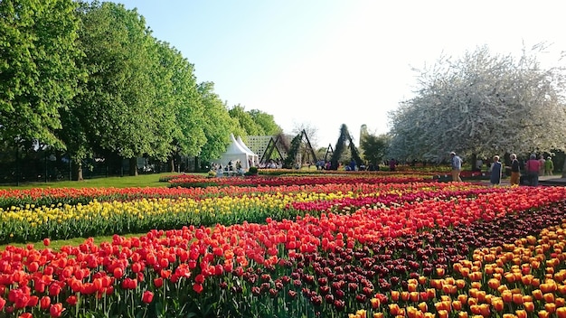 Foto nahaufnahme von roten blumen