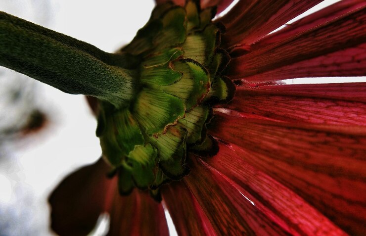 Foto nahaufnahme von roten blumen