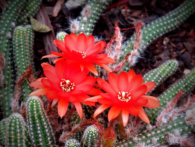 Nahaufnahme von roten Blumen