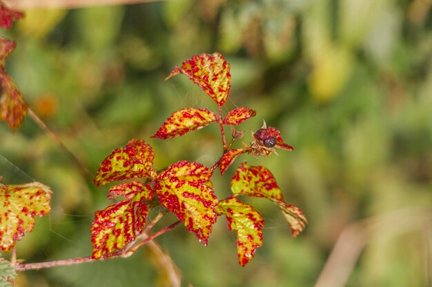 Nahaufnahme von roten Blumen