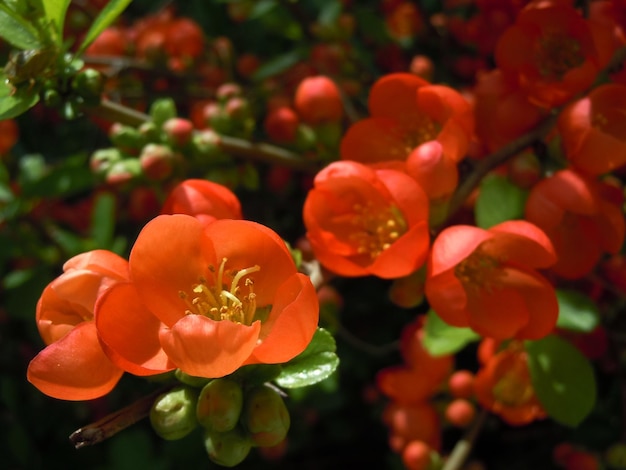 Foto nahaufnahme von roten blumen