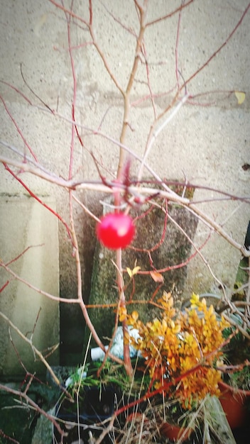 Foto nahaufnahme von roten blumen