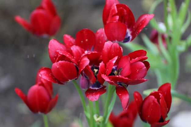 Nahaufnahme von roten Blumen