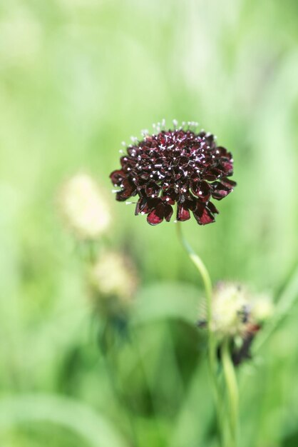 Foto nahaufnahme von roten blumen