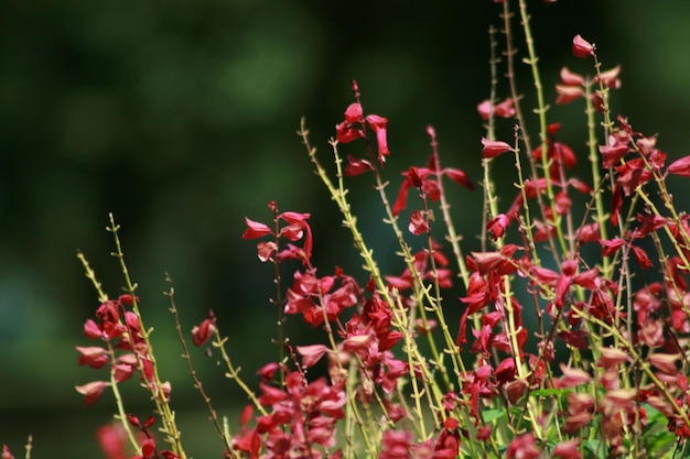 Nahaufnahme von roten Blumen
