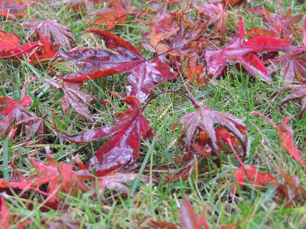 Foto nahaufnahme von roten herbstblättern