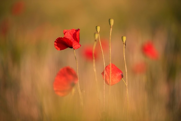 Foto nahaufnahme von roten makblüten